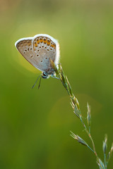 Beautiful Polyommatus icarus on the summer meadow. The side view of a blue butterfly. Insect with pattern wings.