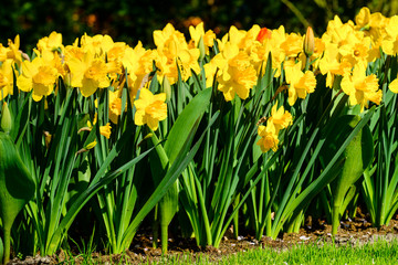 Fototapeta premium Flower tulips background. Amazing view of bright fresh beautiful