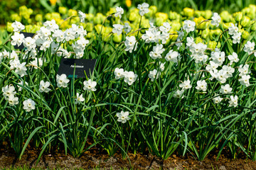 Fototapeta premium Flower narcissus background. Amazing view of bright fresh beauti