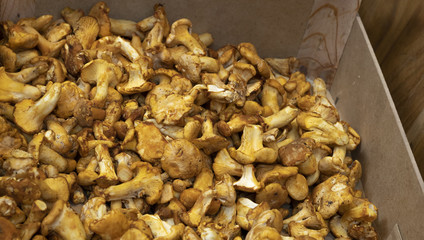 Box of yellow mushrooms