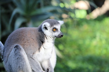lemur