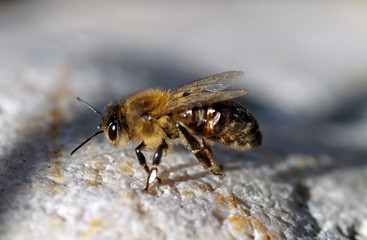 Dunkle Europäische Biene (Apis mellifera mellifera)