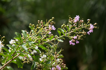 Close up Pink mix white Tabebuia rosea blossom