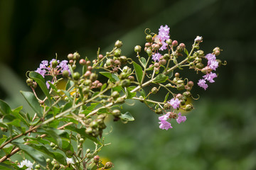Close up Pink mix white Tabebuia rosea blossom