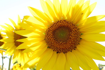 Sunflower in the summer field.