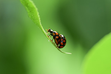 The red dot. Ladybug on green foliage.The process of reproduction of insects.