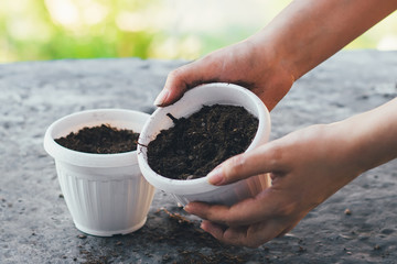 Women's  hands sow seeds in pots. The process of sowing in pots.