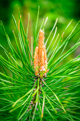 Fresh Eastern Pine cone sprout on natural forest background. Macro with shallow dof. Ideal for New Year and Christmas holiday themes