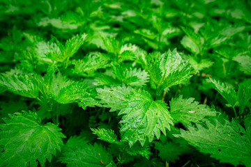 Stinging nettles background texture, Urtica dioica, common nettle