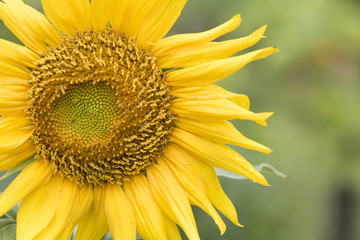 Close up sunflowers with nature background.
