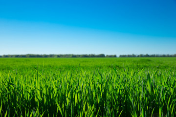 green field and blue sky with clouds