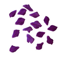Dark lilac petals white isolated set