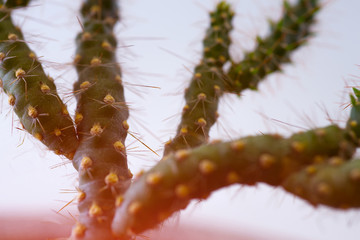 Cactus branches full of thorns.