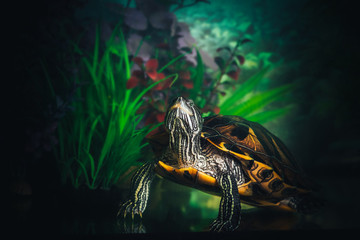 Isolated close-up of a red-eared slider turtle (red-eared terrapin) in a pond