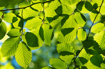 Fototapeta na wymiar spring leaves background in sunny day