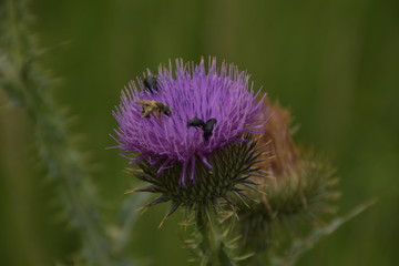 Bees and bugs on Flower Burdock