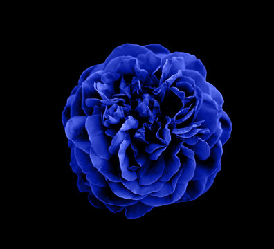 Fototapeta Art photo blue rose petals isolated on the black natural blurred background with clipping path. Closeup. For design, texture, background. Nature.