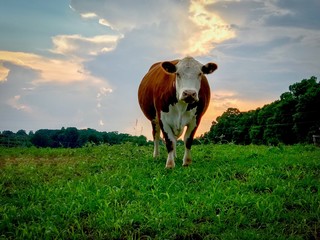 Hereford, cow, white face, sunset, Sudan, grass, bull, cattle, bovine - obrazy, fototapety, plakaty