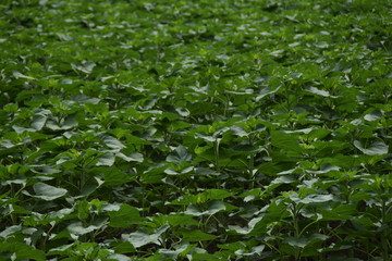 Field of young sunflowers