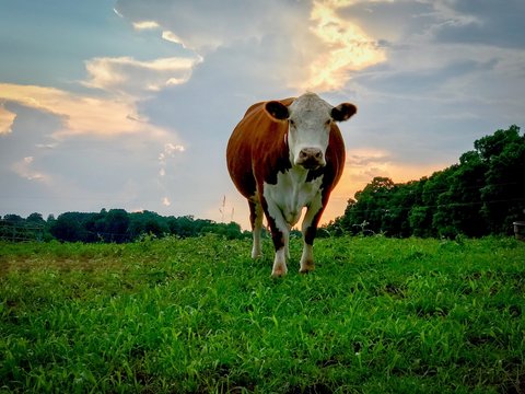 Hereford, cow, white face, sunset, Sudan, grass, bull, cattle, bovine