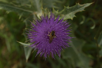 Big bee collect pollen on Flower Burdock