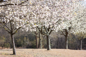 Fototapeta premium Dogwood Trees