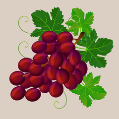 grape vector illustration