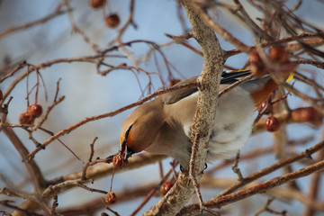 Waxwing bird eating rowanberry, while sitting on a rowan tree  branch