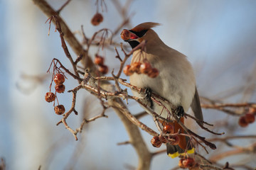 Waxwing bird eating rowanberry, while sitting on a rowan tree  branch