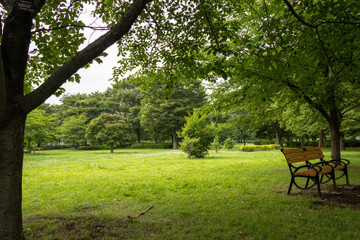 Landscape of Toneri Park in Tokyo / Toneri park is a public park in Tokyo