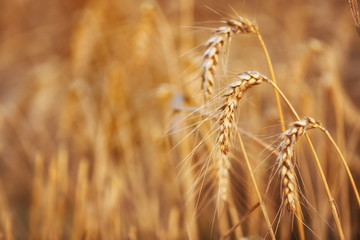 Beautiful Gold Wheat on the Field  on a Sunny Summer Day