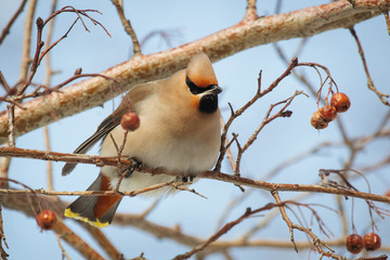 Waxwing bird sitting on a rowan tree