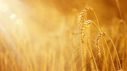 Beautiful Gold Wheat on the Field  on a Sunny Summer Day