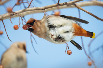 Waxwing bird eating rowanberry, while sitting on a rowan tree  branch