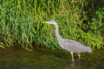 gray heron (Ardea cinerea) looking for food in the river