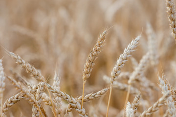 ripening grain of ears in the field