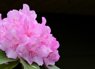 closeup of pink Rhododendron flowers against a dark background 