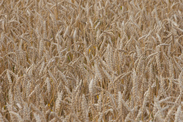 ripening grain of ears in the field