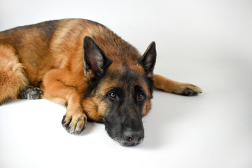 Portrait of adult German Shepherd, 5 years old, in front of white background
