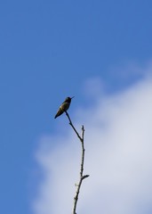 Hummingbird  sitting on top of a tree branch, blue sky with clouds in the bakground
