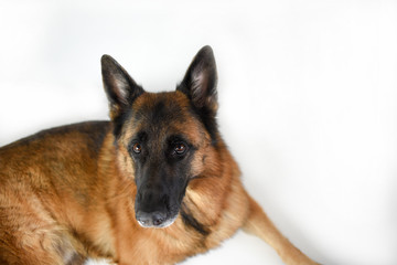 Portrait of adult German Shepherd, 5 years old, in front of white background