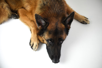 Portrait of adult German Shepherd, 5 years old, in front of white background