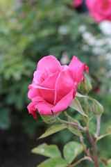 Rosa