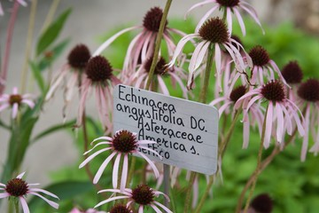 echinacea w ogrodzie botanicznym w Padwie z tabliczką informacyjną - obrazy, fototapety, plakaty
