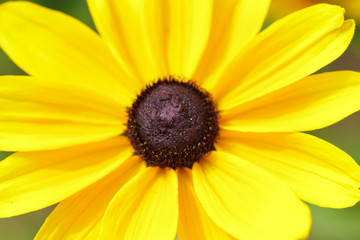 tournesol