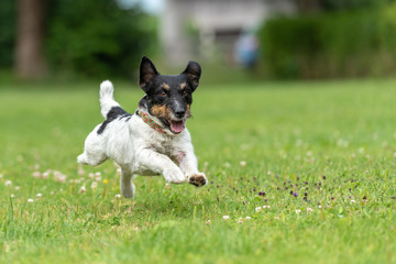 Naklejka na ściany i meble Jack Russell Terrier male. Small purebred dog is running fast over a green meadow