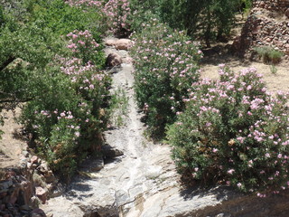 laurier rose maroc