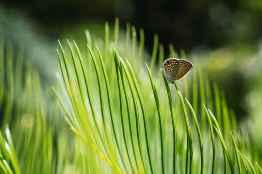 Small butterfly on green leaf