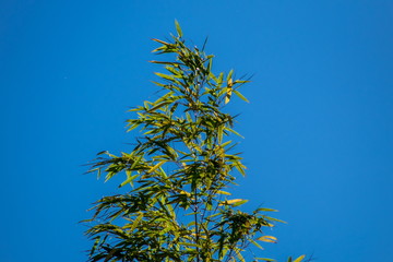 Green Bamboo Leaves in a Blue Sky