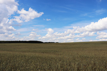 field, sky, landscape, agriculture, blue, nature,